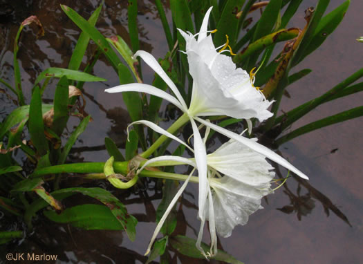 Hymenocallis coronaria, Rocky-shoals Spiderlily, Catawba Spiderlily, Carolina Spiderlily, Cahaba Lily