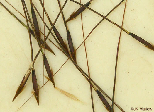 image of Piptochaetium avenaceum, Green Needlegrass, Blackseed Needlegrass, Eastern Needlegrass, Black Oatgrass