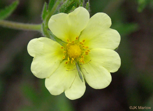 image of Potentilla recta, Rough-fruited Cinquefoil, Sulphur Cinquefoil, Sulphur Five-fingers