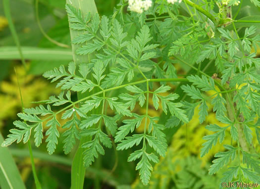 leaf or frond of Conium maculatum, Poison Hemlock