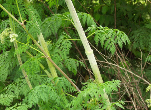 image of Conium maculatum, Poison-hemlock