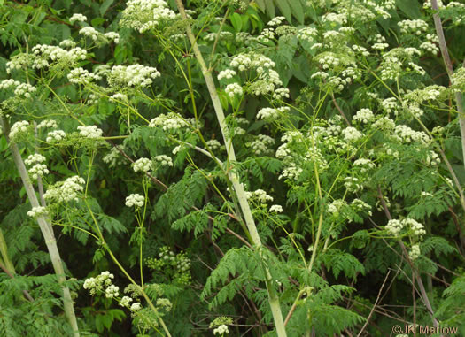 image of Conium maculatum, Poison-hemlock