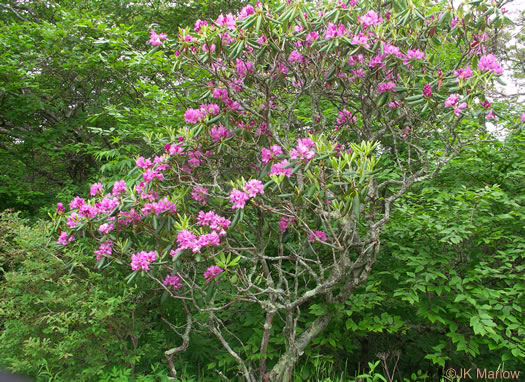 image of Rhododendron catawbiense, Catawba Rhododendron, Mountain Rosebay, Purple Laurel, Pink Laurel