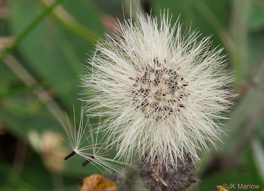 image of Pilosella officinarum, Mouse-ear Hawkweed