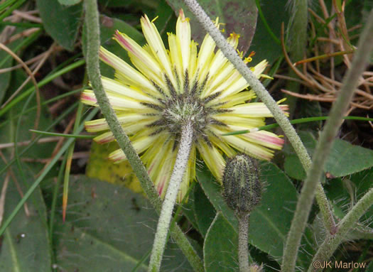 image of Pilosella officinarum, Mouse-ear Hawkweed