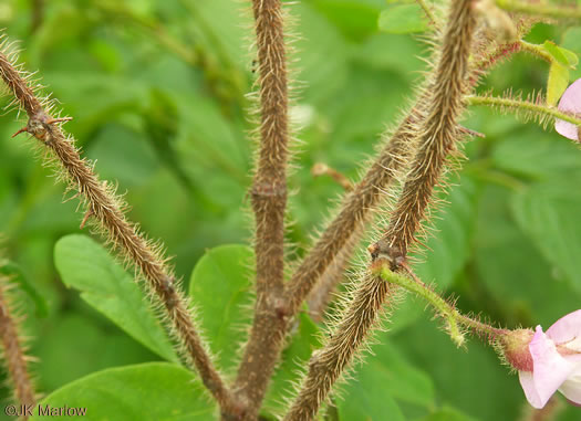 image of Robinia hispida var. hispida, Common Bristly Locust