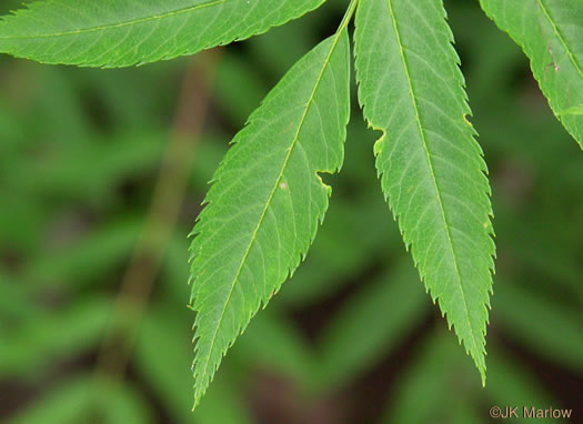 image of Sorbus americana, American Mountain-ash, American Rowan