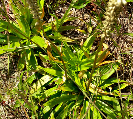 image of Aletris farinosa, Northern White Colicroot, Mealy Colicroot, Stargrass