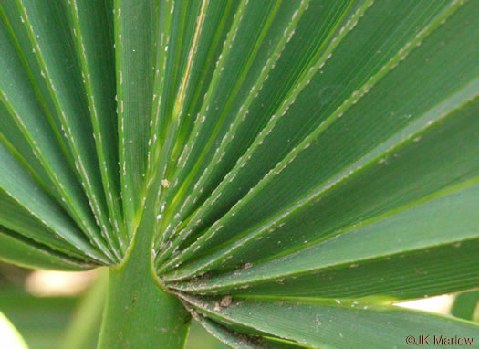 image of Sabal minor, Dwarf Palmetto, Bush Palmetto, Dwarf Blue Palmetto, Bluestem Palmetto