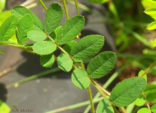 image of Tephrosia spicata, Spiked Hoary-pea, Brown-hair Tephrosia, Tawny Goat's Rue