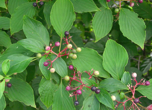 image of Swida alternifolia, Alternate-leaf Dogwood, Pagoda Dogwood, Pagoda Cornel