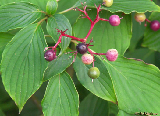 image of Swida alternifolia, Alternate-leaf Dogwood, Pagoda Dogwood, Pagoda Cornel