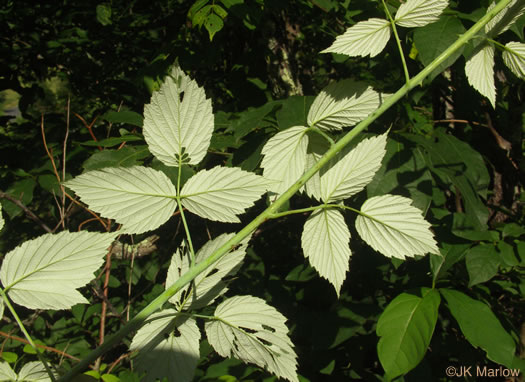 leaf or frond of Rubus occidentalis, Black Raspberry