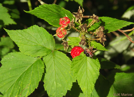 image of Rubus occidentalis, Black Raspberry, Blackcap