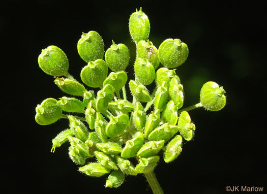 image of Heracleum maximum, Cow-parsnip, American Hogweed, Masterwort