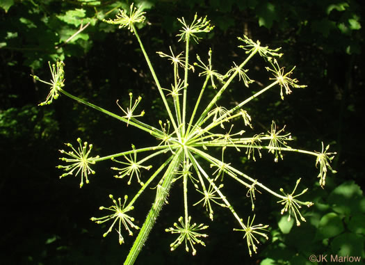 image of Heracleum maximum, Cow-parsnip, American Hogweed, Masterwort