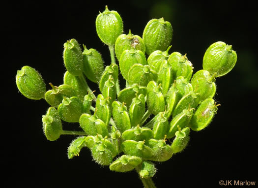 image of Heracleum maximum, Cow-parsnip, American Hogweed, Masterwort