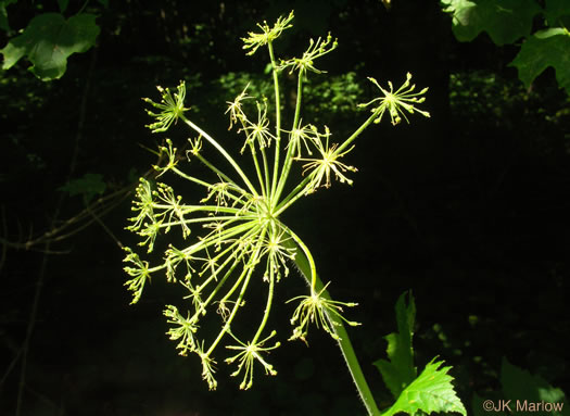 image of Heracleum maximum, Cow-parsnip, American Hogweed, Masterwort