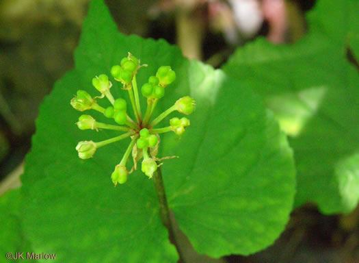 image of Allium tricoccum, Red Ramps, Rampscallions, Wild Leek