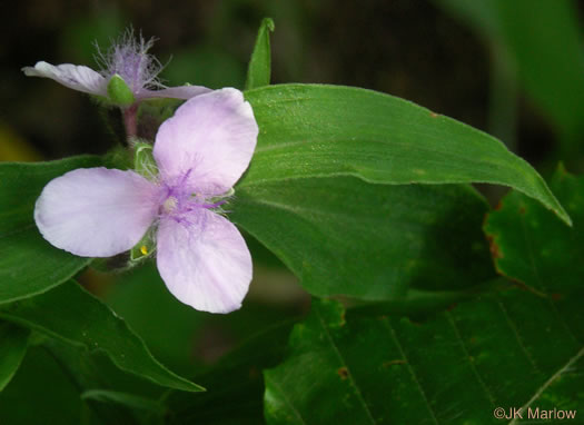 image of Tradescantia subaspera, Zigzag Spiderwort, Wide-leaved Spiderwort