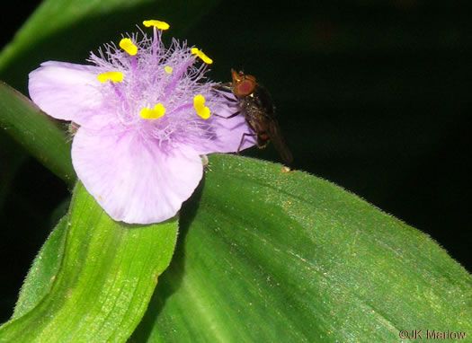 image of Tradescantia subaspera, Zigzag Spiderwort, Wide-leaved Spiderwort