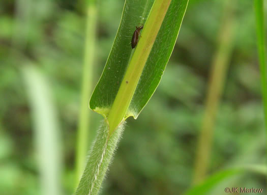 image of Tripsacum dactyloides var. dactyloides, Gama Grass, Eastern Gamagrass