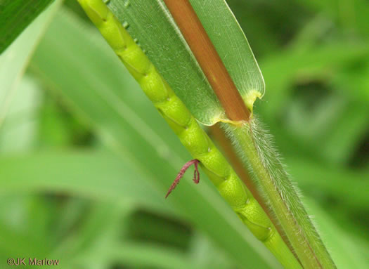 image of Tripsacum dactyloides var. dactyloides, Gama Grass, Eastern Gamagrass