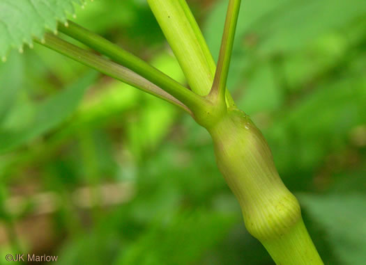 petiole