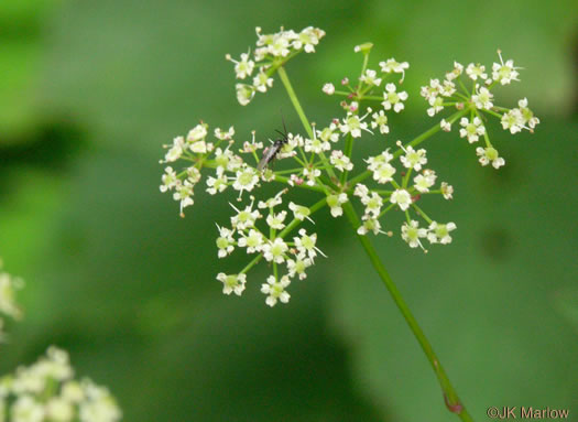 image of Ligusticum canadense, American Lovage