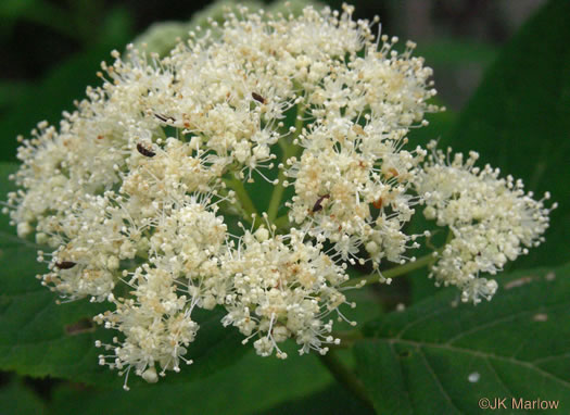 image of Hydrangea arborescens, Smooth Hydrangea, Sevenbark, Northern Wild Hydrangea