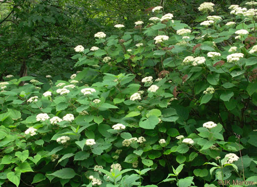 image of Hydrangea arborescens, Smooth Hydrangea, Sevenbark, Northern Wild Hydrangea