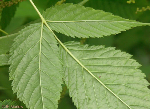 image of Aruncus dioicus var. dioicus, Eastern Goatsbeard, Bride's Feathers