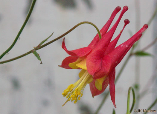 flower of Aquilegia canadensis, Eastern Columbine, Canada Columbine