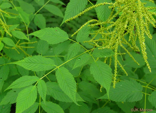 image of Aruncus dioicus var. dioicus, Eastern Goatsbeard, Bride's Feathers