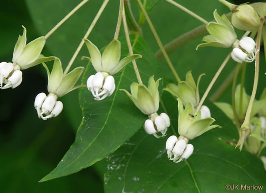 image of Asclepias exaltata, Poke Milkweed, Tall Milkweed