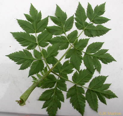 leaf or frond of Angelica triquinata, Mountain Angelica, Filmy Angelica, Appalachian Angelica