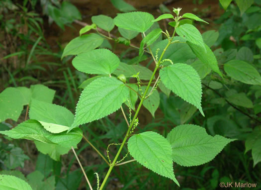 image of Boehmeria cylindrica, False Nettle, Swamp-nettle