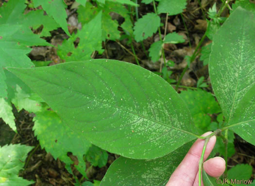 image of Persicaria virginiana, Jumpseed