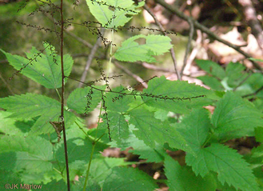 Astilbe biternata, Appalachian False Goatsbeard, Appalachian Astilbe