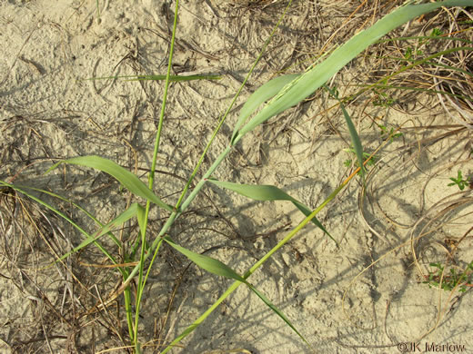 image of Panicum amarum, Seaside Panicum, Bitter Seabeach Grass, Bitter Panicgrass, Bitter Seaside Panic-grass