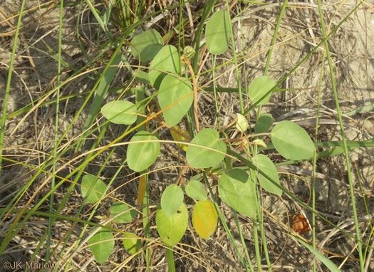 image of Croton punctatus, Silverleaf Croton, Gulf Croton, Beach-tea