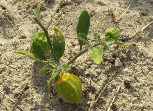 image of Physalis walteri, Dune Ground-cherry, Sand Ground-cherry, Walter's Ground-cherry