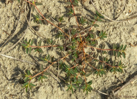 image of Euphorbia polygonifolia, Dune Spurge, Northern Seaside Spurge, Northern Sandmat