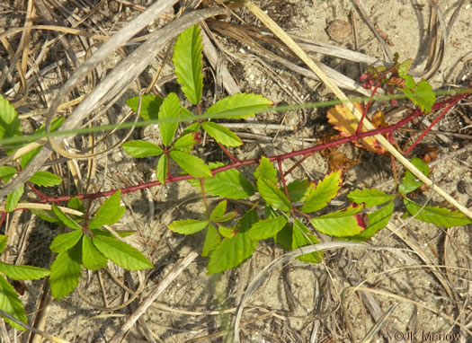 leaf or frond of Rubus flagellaris, Common Dewberry, Northern Dewberry
