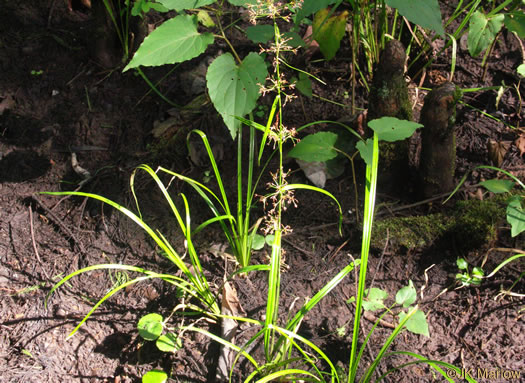 image of Rhynchospora miliacea, Millet Beaksedge