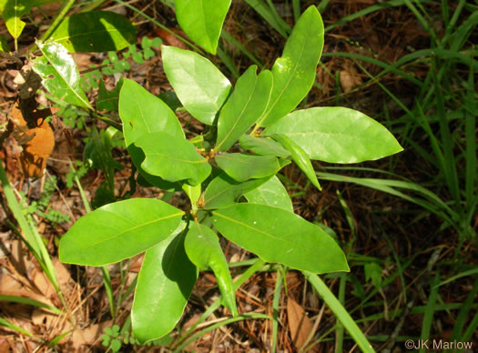 image of Tamala palustris, Swamp Redbay, Swamp Bay