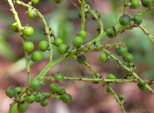 image of Sabal minor, Dwarf Palmetto, Bush Palmetto, Dwarf Blue Palmetto, Bluestem Palmetto