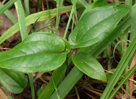 image of Smilax pumila, Dwarf Smilax, Sarsaparilla-vine