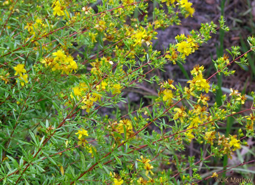 image of Hypericum galioides, bedstraw St. Johnswort