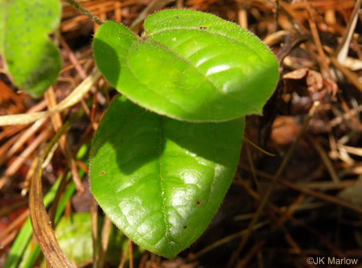 image of Smilax pumila, Dwarf Smilax, Sarsaparilla-vine